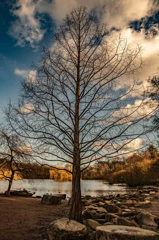 Golden Acre Tree