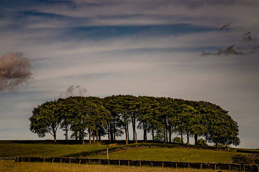 The Elephant Trees