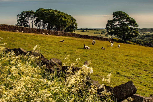 Elephant Trees Guiseley print