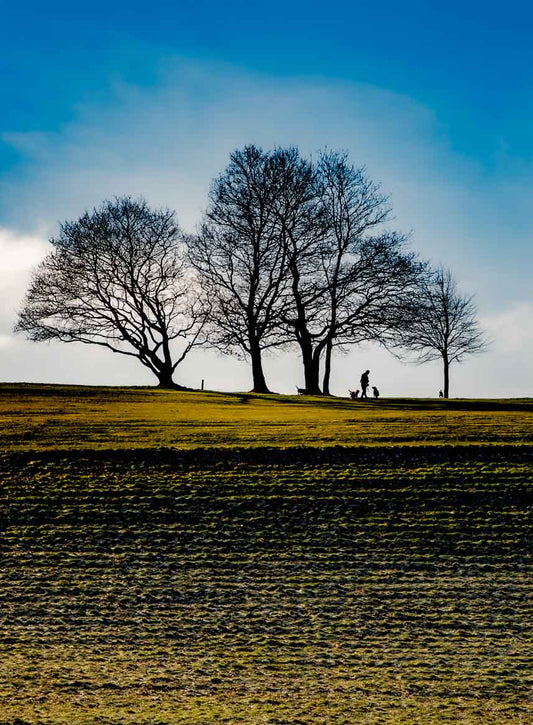 Roundhay Park Tree line