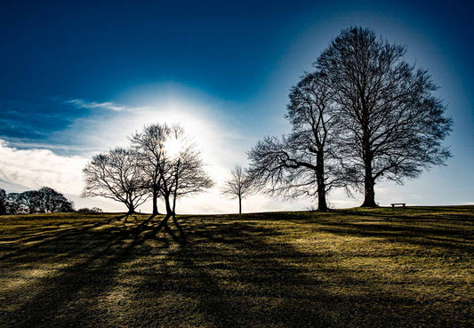 Roundhay Park Tree Sun