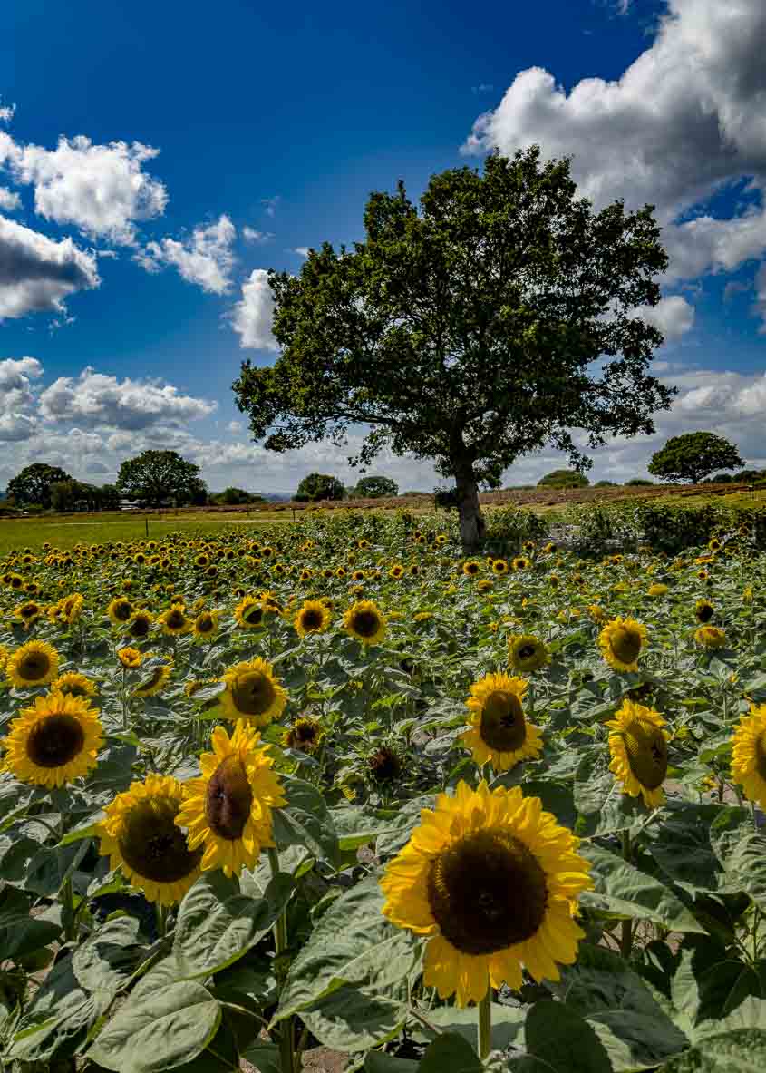 Sunflowers, Kemps Farm, Horsforth