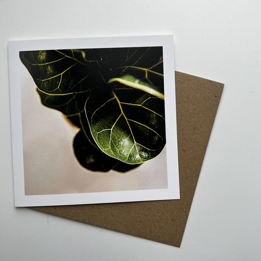 Ficus Lyrata art card