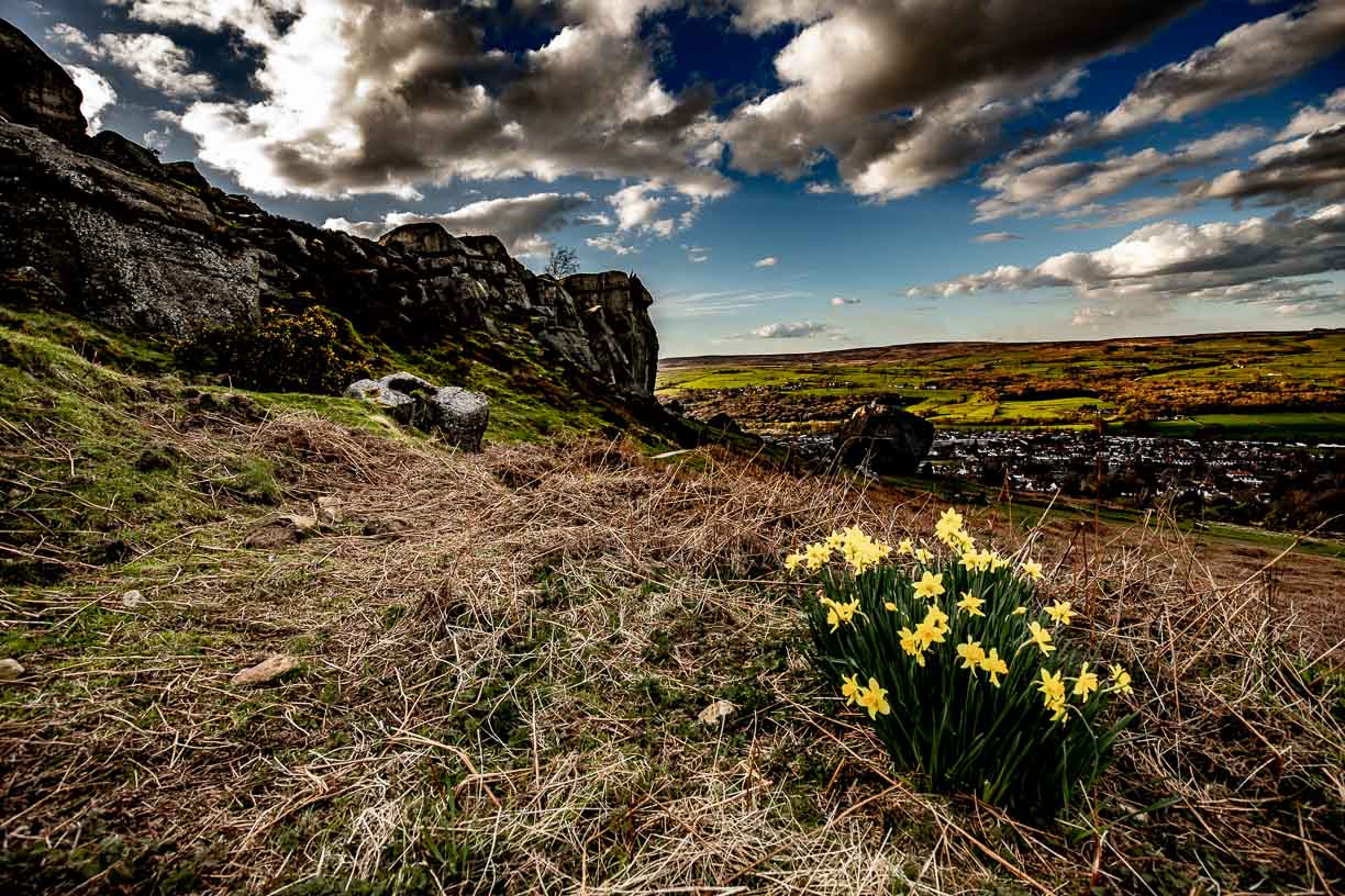 Ilkley Moor Daffodils