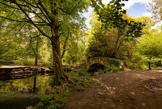 Meanwood Stone Bridge Tree Roots Landscape