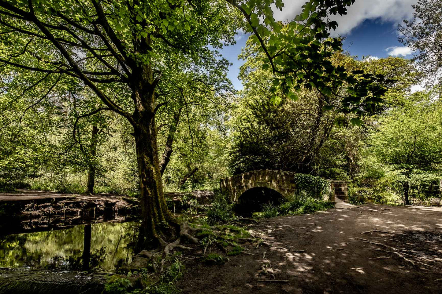 Meanwood Stone Bridge Tree Roots Landscape