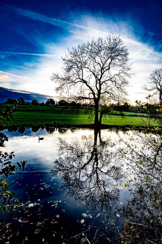 Rodley Canal Tree Reflection