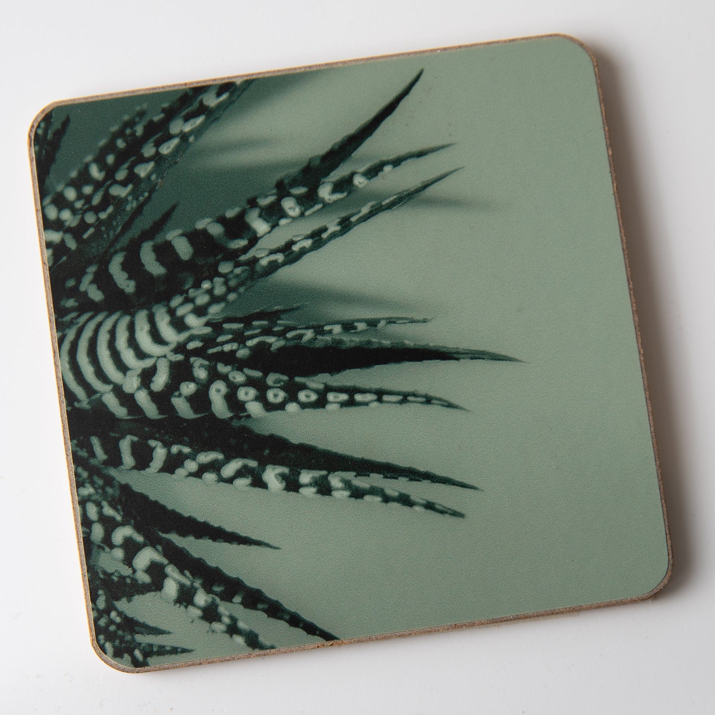 Zebra Aloe Green coaster