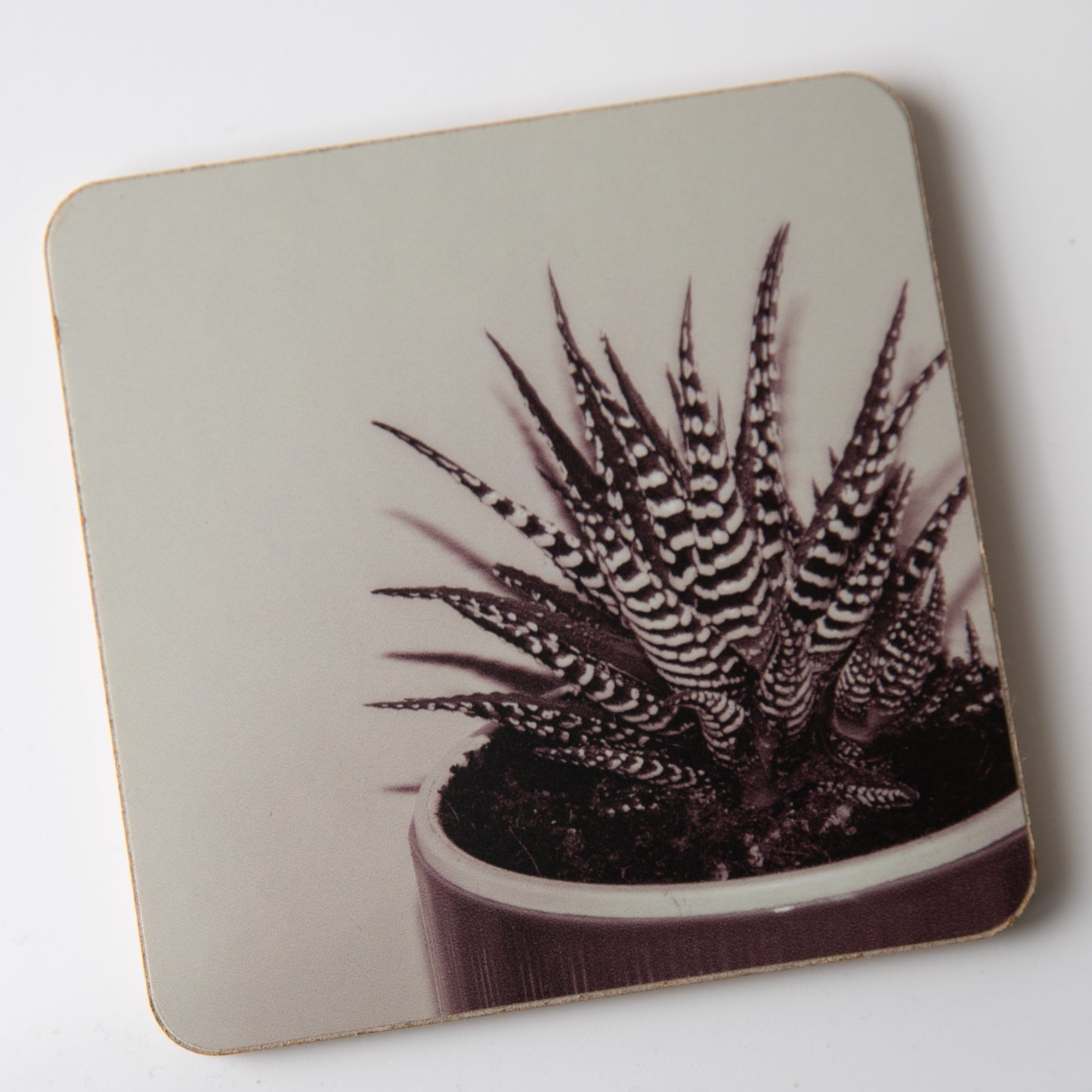 Zebra Aloe Pink coaster