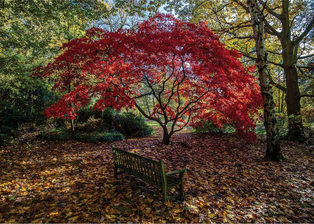 Red Tree bench, Golden Acre park, Leeds