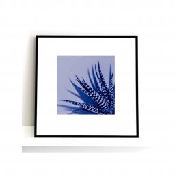Zebra Aloe Blue print