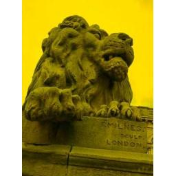 Salts Lion Yellow print