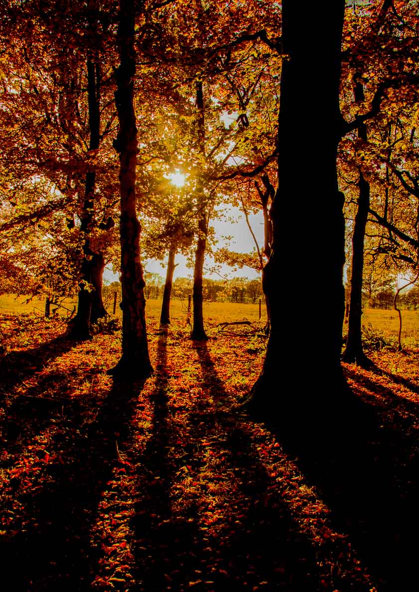 Autumn Trees, Golden Acre Park, Leeds print