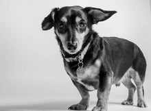 Load image into Gallery viewer, Pet Portrait
