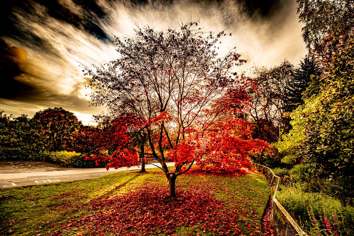 Autumn Red Tree, Golden Acre park, Leeds