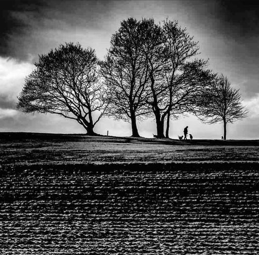 Roundhay Park Tree Silhouette