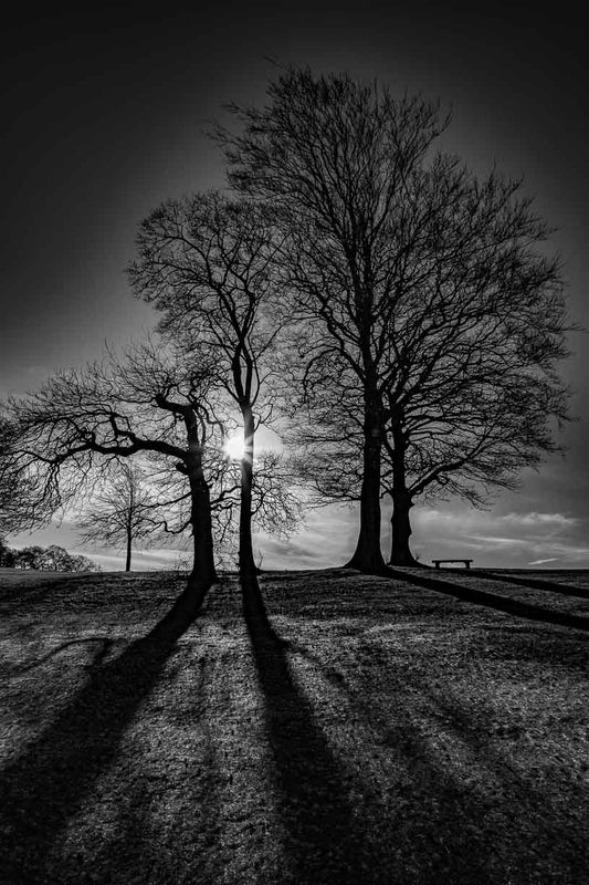 Winter Tree - Roundhay Park