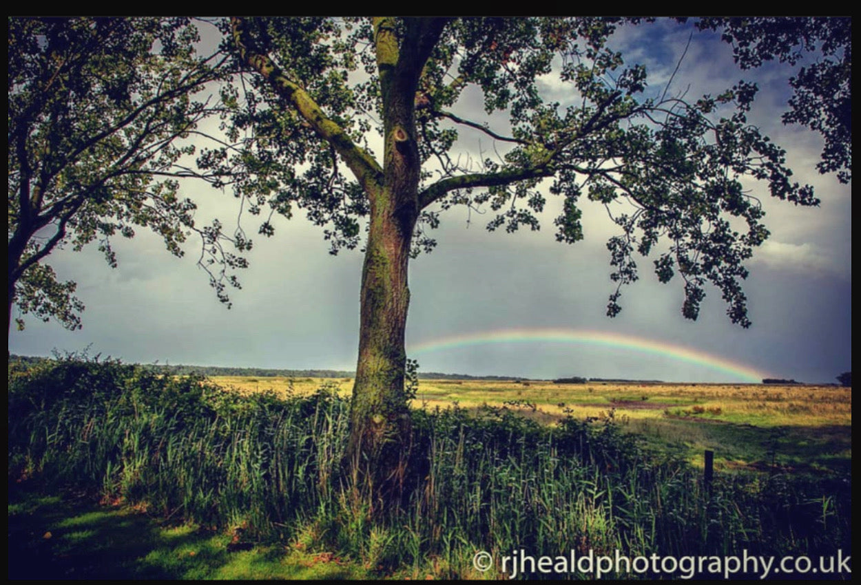 Holkham Rainbow Tree